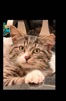 Maxi -  Domestic Short Hair Cat for Adoption in Harpers Ferry, West Virginia - Maxi | PetCurious