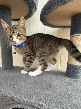 Ember -  Domestic Short Hair Cat for Adoption in Osgood, Indiana - Ember | PetCurious