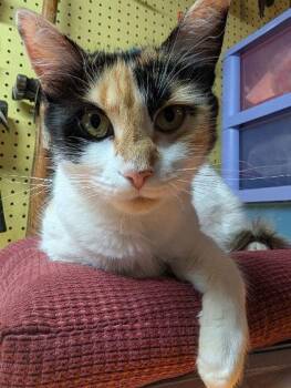 Charlotte -  Calico Cat for Adoption in Middletown, Connecticut - Charlotte | PetCurious