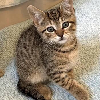 Froggy -  Domestic Short Hair Cat for Adoption in Fresno, California - Froggy | PetCurious