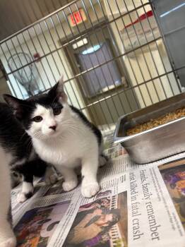 Aunis -  Domestic Short Hair Cat for Adoption in Nacogdoches, Texas - Aunis | PetCurious