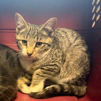 Domestic Short Hair Cats Available for Adoption - Crosby (bonded With Konecny) | PetCurious