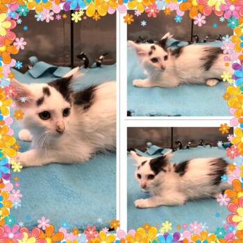 DRAGONFLY -  Domestic Long Hair Cat for Adoption in Buckhannon, West Virginia - DRAGONFLY | PetCurious