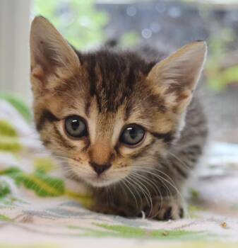London -  Domestic Short Hair Cat for Adoption in Bulverde, Texas - London | PetCurious
