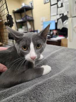 RHETT -  Domestic Short Hair Cat for Adoption in Aliquippa, Pennsylvania - RHETT | PetCurious