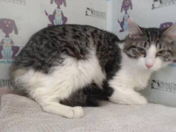 TEDDY -  Domestic Medium Hair Cat for Adoption in Orlando, Florida - TEDDY | PetCurious
