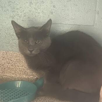Tenny -  Domestic Medium Hair Cat for Adoption in Sarasota, Florida - Tenny | PetCurious
