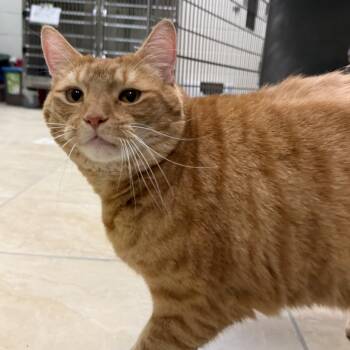 Heathcliff -  Domestic Short Hair Cat for Adoption in Latrobe, Pennsylvania - Heathcliff | PetCurious