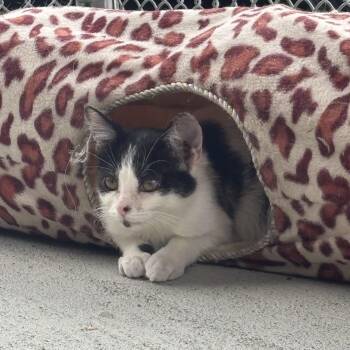 Rescue Domestic Short Hair Cats for Adoption in Waynesburg, Pennsylvania - Asia | PetCurious