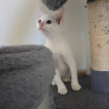 Bow -  Siamese Cat for Adoption in Los Angeles, California - Bow | PetCurious