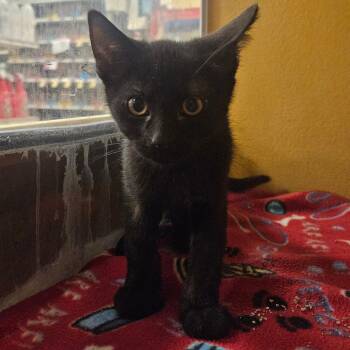 Hazelnut -  Domestic Short Hair Cat for Adoption in Grantsville, Utah - Hazelnut | PetCurious