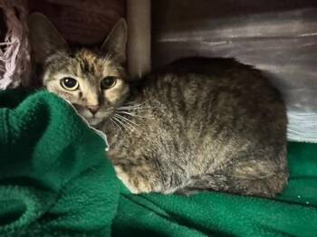 TATIANA -  Domestic Short Hair Cat for Adoption in Boston, Massachusetts - TATIANA | PetCurious