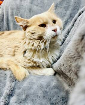Domestic Long Hair Cats Available for Adoption in Alexandria, Minnesota - Desmond  | PetCurious