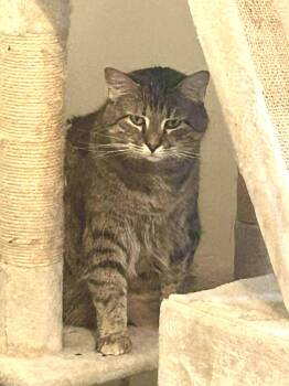 Rescue Domestic Short Hair Cats for Adoption in Stevensville, Maryland - Laurie | PetCurious