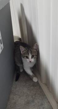 Bond -  Domestic Short Hair Cat for Adoption in Medford, Wisconsin - Bond | PetCurious