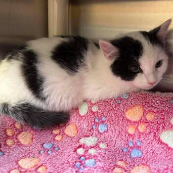 Domestic Short Hair Cats Available for Adoption - Twilight | PetCurious