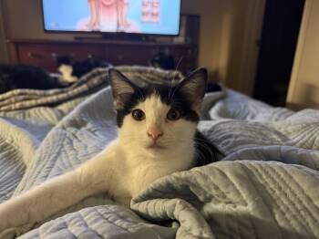 Rescue Domestic Short Hair Cats for Adoption in Fort Worth, Texas - Charm | PetCurious