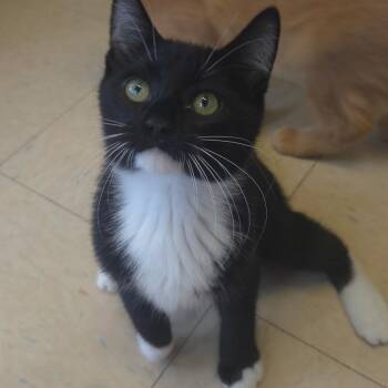 Bubonic Plague -  Domestic Short Hair Cat for Adoption in Warwick, Rhode Island - Bubonic Plague | PetCurious
