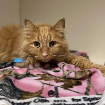 Domestic Long Hair Cats Available for Adoption in Elyria, Ohio - Loki | PetCurious