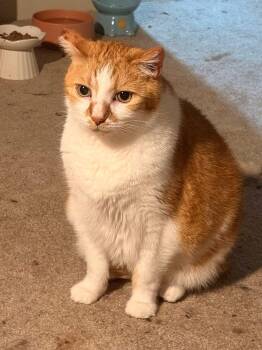 Frankie -  Domestic Medium Hair Cat for Adoption in North Kingstown, Rhode Island - Frankie | PetCurious