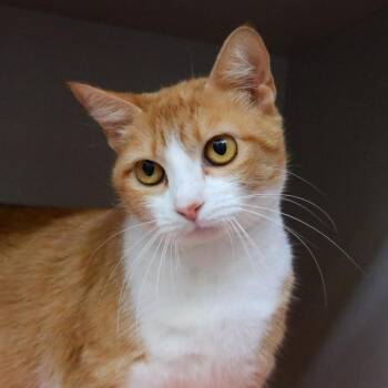 Domestic Short Hair Cats Available for Adoption in Sarasota, Florida - Princess | PetCurious