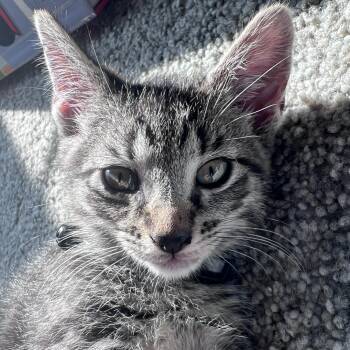 Tabby Cats Available for Adoption in Pasco, Washington - Bongo | PetCurious