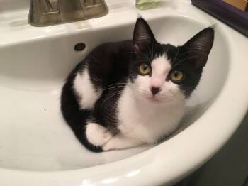 Tuxedo Cats Available for Adoption - Nova | PetCurious