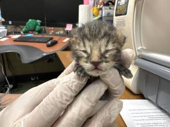 PHILLIP -  Domestic Short Hair Cat for Adoption in Thousand Palms, California - PHILLIP | PetCurious