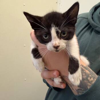 Domestic Short Hair Cats Available for Adoption in Enfield, New Hampshire - Ridoc | PetCurious