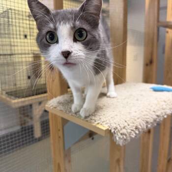 Paisley -  Domestic Short Hair Cat for Adoption in Chisholm, Minnesota - Paisley | PetCurious