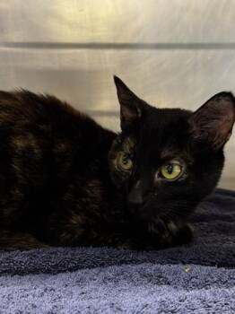 Domestic Short Hair Cats Available for Adoption in Roseville, California - Peaches | PetCurious