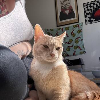 Sampson. -  Tabby Cat for Adoption in Charlotte, North Carolina - Sampson. | PetCurious