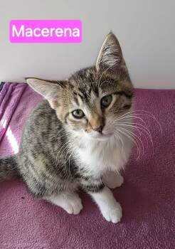 Domestic Short Hair and Tabby Cats Available for Adoption in Saginaw, Michigan - Macarena | PetCurious