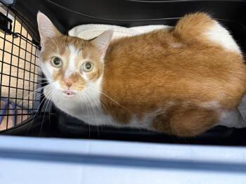 Jasper Pines -  Domestic Short Hair Cat for Adoption in Chandler, Arizona - Jasper Pines | PetCurious