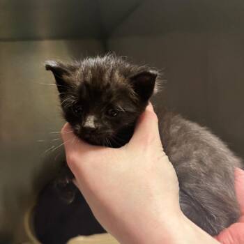 Lew -  Domestic Short Hair Cat for Adoption in South Haven, Michigan - Lew | PetCurious