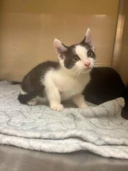 CAROLINE -  Domestic Short Hair Cat for Adoption in Fort Myers, Florida - CAROLINE | PetCurious