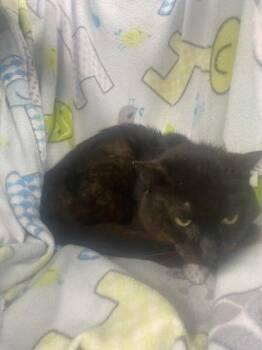 Domestic Short Hair Cats Available for Adoption in Gainesville, Florida - Rhett | PetCurious