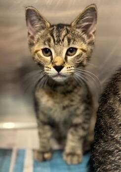 Rescue Domestic Short Hair Cats for Adoption in Hopkinsville, Kentucky - Leda | PetCurious