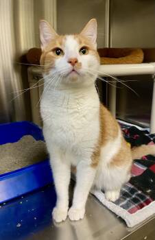 Lucian -  Domestic Short Hair and Tabby Cat for Adoption in Fargo, North Dakota - Lucian | PetCurious