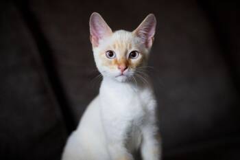 Rescue Siamese and Domestic Short Hair Cats for Adoption in Kirby, Texas - Pancake | PetCurious