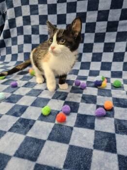 Whir -  Domestic Short Hair Cat for Adoption in Raleigh, North Carolina - Whir | PetCurious