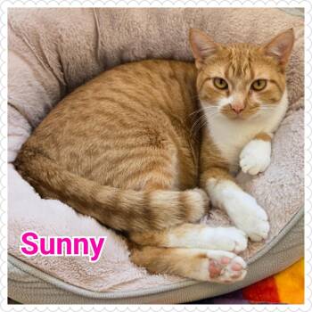 Rescue Domestic Short Hair Cats for Adoption in North Saint Paul, Minnesota - Sunny | PetCurious