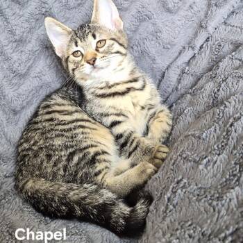 Chapel -  Domestic Short Hair Cat for Adoption in Matteson, Illinois - Chapel | PetCurious
