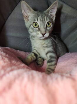 Rescue Tabby and Domestic Short Hair Cats for Adoption in Dallas, Texas - Lavender | PetCurious