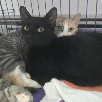 Spatula -  Domestic Short Hair Cat for Adoption in Salisbury, Massachusetts - Spatula | PetCurious