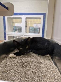Goblin -  Domestic Short Hair Cat for Adoption in Vero Beach, Florida - Goblin | PetCurious