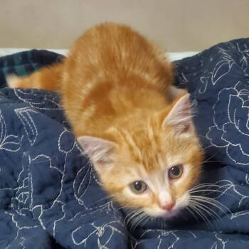 Radiator -  Domestic Short Hair Cat for Adoption in Normal, Illinois - Radiator | PetCurious