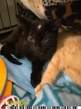 ARCHIE -  Domestic Short Hair Cat for Adoption in West Palm Beach, Florida - ARCHIE | PetCurious