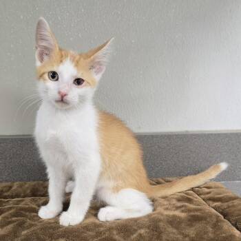 Simon -  Domestic Short Hair Cat for Adoption in Mount Carmel, Illinois - Simon | PetCurious