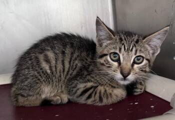 Tahini -  Domestic Short Hair Cat for Adoption in Cincinnati, Ohio - Tahini | PetCurious